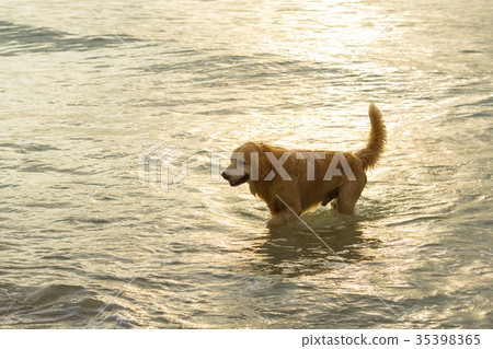 Golden dog walking on the beach at sunset. 35398365