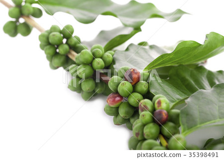 fresh green peppercorns with leaf isolated 35398491