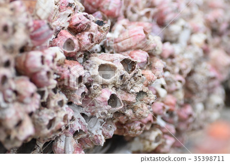 Seashell Seashell 35398711