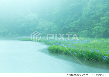 Hiraike Kakitsubata 35399515