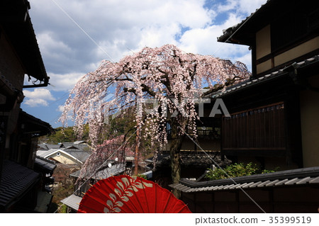 三歲的櫻花盛開 35399519