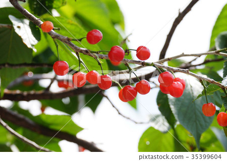 Cherry 35399604