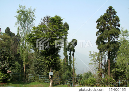 Foliage Border 35400465