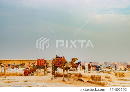 Camel near the ancient pyramid in Cairo, Egypt Camel near the ancient pyramid in Cairo, Egypt 35400592