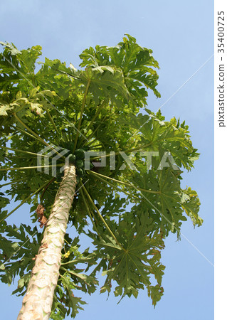 Papaya Tree 35400725
