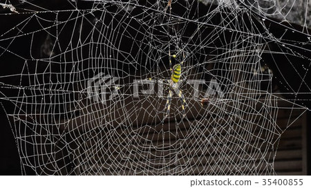 Girl spider 35400855