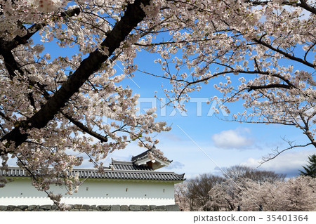 Kasumi公園的櫻花 Kasumi公園的櫻花 35401364