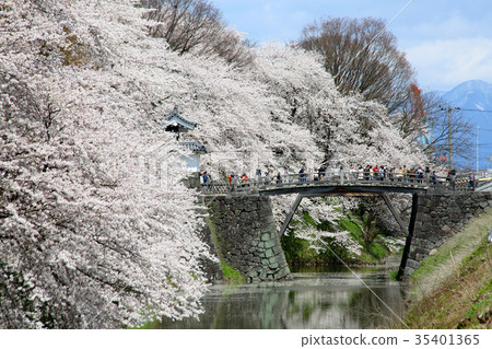 Kasumi公園的櫻花 35401365