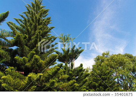台灣 風景 植物 天空 藍天 雲 白雲 晴朗 晴空 樹 葉 陽光 仰望 竹北 新竹 新埔 針葉 旅遊 35401675