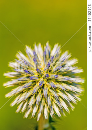 glandular globe-thistle blooming glandular globe-thistle blooming 35402108