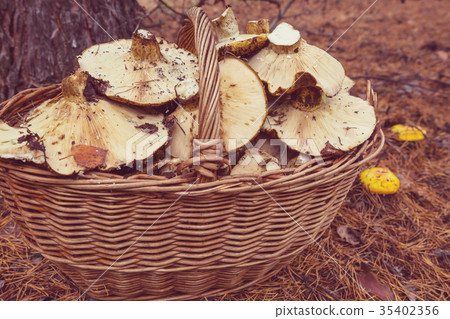 Mushrooms Mushrooms 35402356
