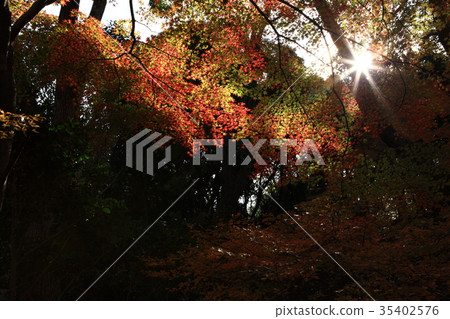 Okusuma公園秋葉 Okusuma公園秋葉 35402576