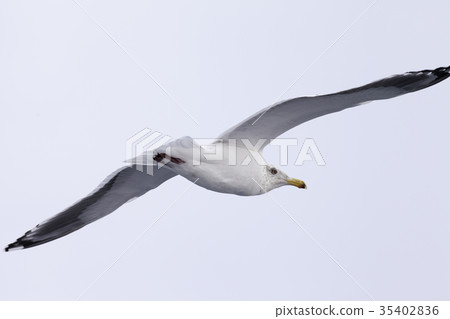 seagull 35402836