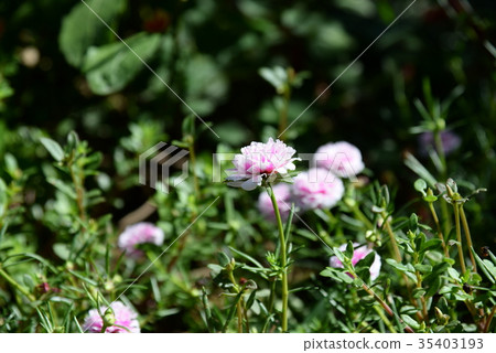 植物 花 花卉 大花馬齒莧 松葉牡丹 粉色 粉紅色 白色 盛開 特寫 花瓣 路邊 綻放 針葉 針狀 35403193