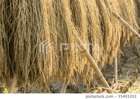 在曬乾的米的米 35403201