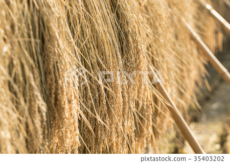 在曬乾的米的米 在曬乾的米的米 35403202