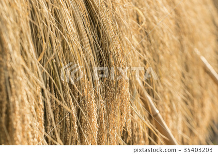 在曬乾的米的米 35403203