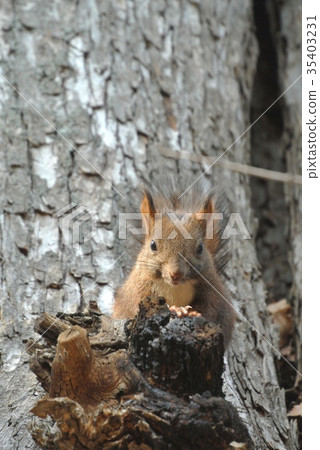 Ezoris 4 from the top of the tree 35403231