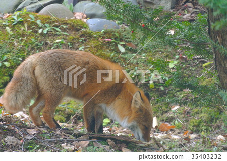 Profile of Kita fox 35403232