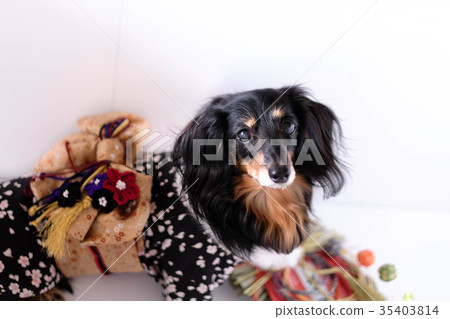 Dax Kaninhen小狗穿著和服 35403814