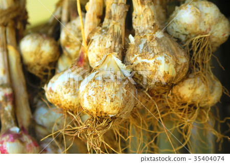 Garlic that is sun-dried (at urban agricultural park) 35404074