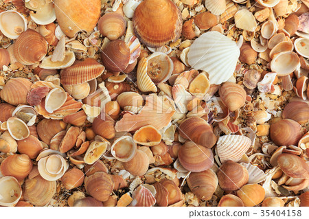 coast full of different shells coast full of different shells 35404158