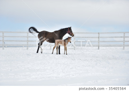 Parent and child horse Parent and child horse 35405564