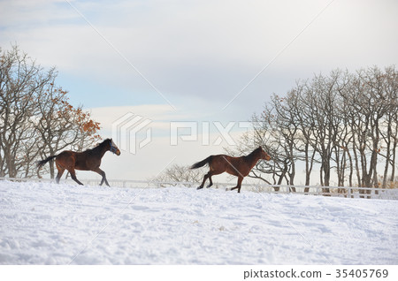 穿過純種雪原 35405769