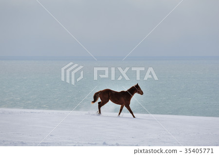 Run through the thoroughbred snowfield 35405771