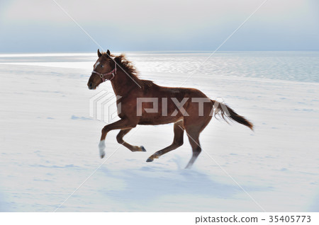 Run through the thoroughbred snowfield Run through the thoroughbred snowfield 35405773