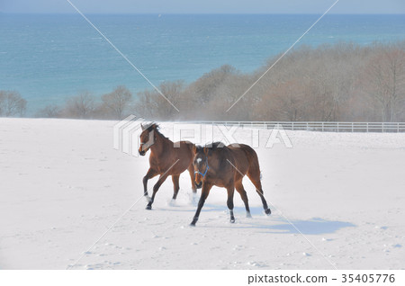 Run through the thoroughbred snowfield 35405776