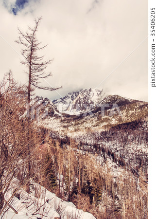 Spruce forest after natural disaster, High Tatras Spruce forest after natural disaster, High Tatras 35406205