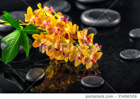 spa background of blooming twig orange flower spa background of blooming twig orange flower 35406509