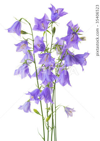 beautiful blooming bouquet blue bell flower  35406523