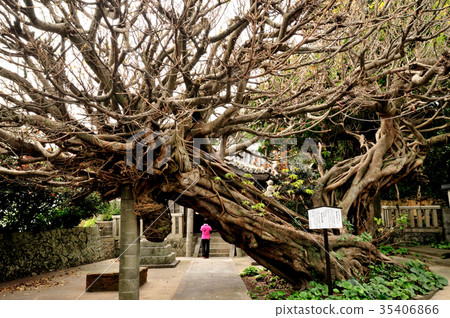 The Ako tree at Ryuo Shrine [Mihama-cho, Hidaka-gun, Wakayama Prefecture] 35406866