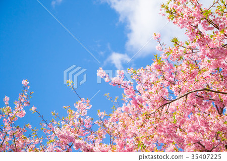 Clear blue sky and Kawazu cherry blossoms Sakura Early blooming cherry blossoms Izu Shizuoka Sakura cherry blossoms Image material Copy space Background material 35407225