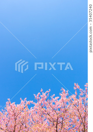 Clear blue sky and Kawazu cherry blossoms Sakura Early blooming cherry blossoms Izu Shizuoka Sakura cherry blossoms Image material Copy space Background material Clear blue sky and Kawazu cherry blossoms Sakura Early blooming cherry blossoms Izu Shizuoka Sakura cherry blossoms Image material Copy space Background material 35407240