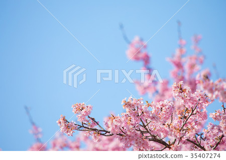 Clear blue sky and Kawazu cherry blossoms Sakura Early blooming cherry blossoms Izu Shizuoka Sakura cherry blossoms Image material Copy space Background material Clear blue sky and Kawazu cherry blossoms Sakura Early blooming cherry blossoms Izu Shizuoka Sakura cherry blossoms Image material Copy space Background material 35407274