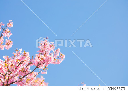 Clear blue sky and Kawazu cherry blossoms Sakura Early blooming cherry blossoms Izu Shizuoka Sakura cherry blossoms Image material Copy space Background material 35407275