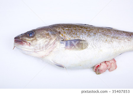 Shiroko with rice 35407853