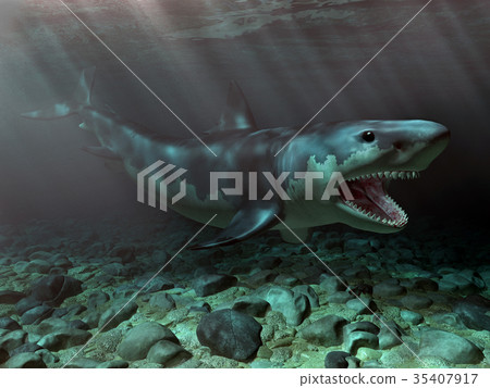 Great White Shark 35407917