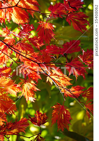 一種罕見的高山楓樹品種 35408062