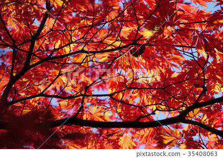 一種罕見的高山楓樹品種 35408063