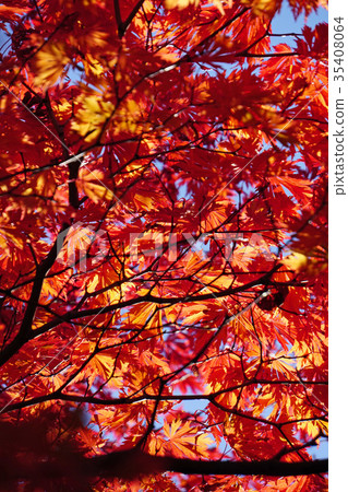 一種罕見的高山楓樹品種 35408064