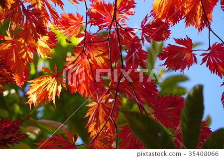 一種罕見的高山楓樹品種 一種罕見的高山楓樹品種 35408066