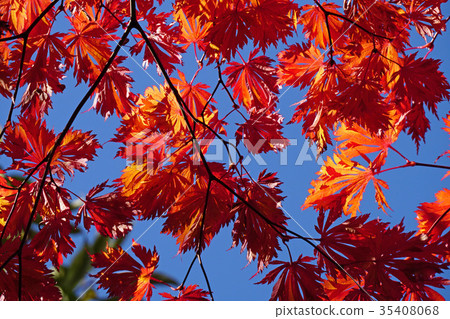 A rare cultivar of the haute maple maple 35408068