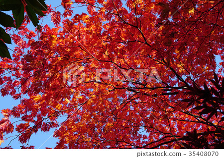 A rare cultivar of the haute maple maple A rare cultivar of the haute maple maple 35408070