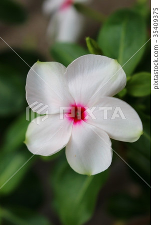 White day-day grass White day-day grass 35409375