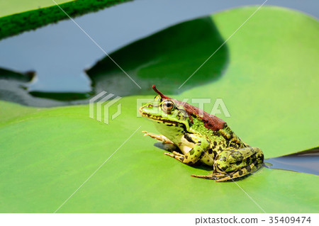 A frog with a leaf on its back sits on a leaf of a 35409474