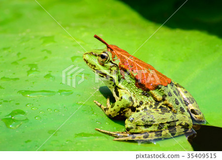 A frog with a orange leaf on its back sits on a 35409515